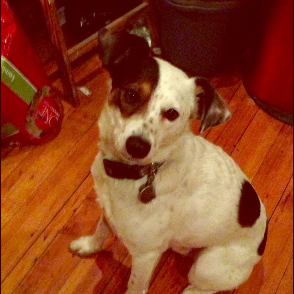 Meet Banjo!!